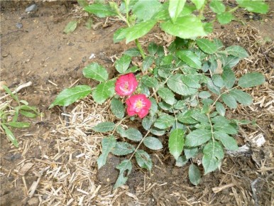 ����� ���� ������������ � ��������: ��� ������ � ������ ��������