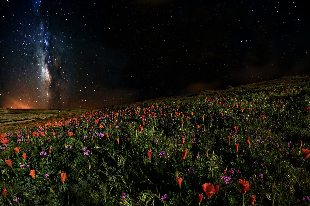 Как растения ведут себя ночью и почему им важен полноценный отдых