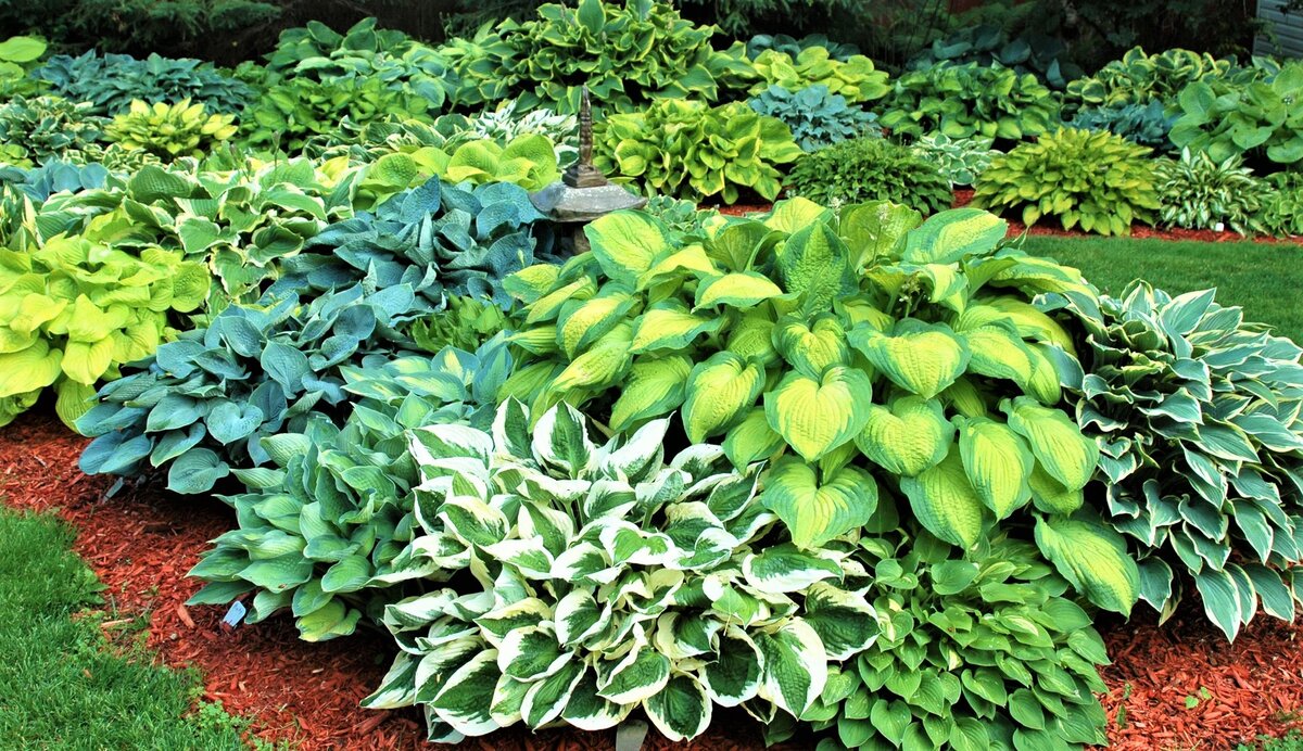 Секреты борьбы с сорняками: Как создать цветущий сад без лишних хлопот