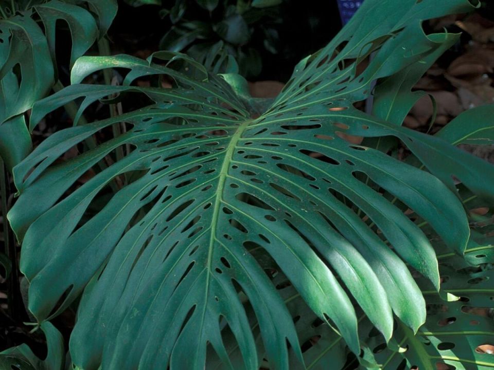 �������� thrive ��� ���������� ����� � ������� ���������