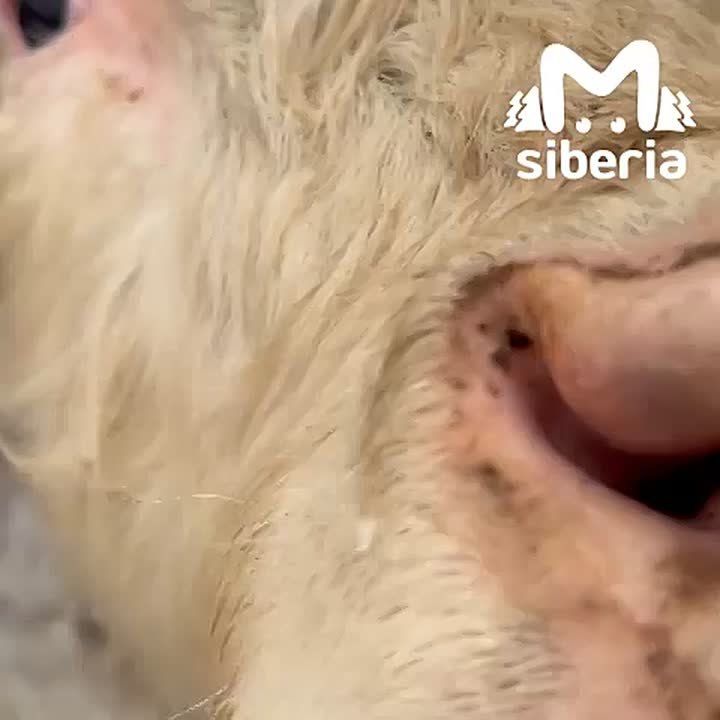 Фермер из Томска как визуализация мечты уставших от офисов миллениалов