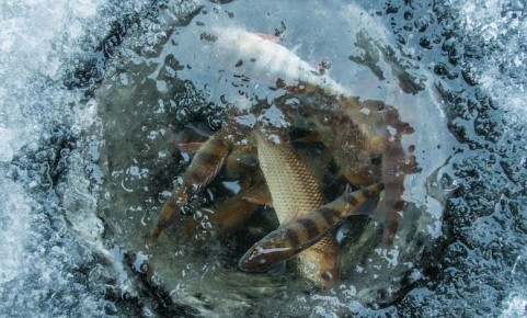 Как спасти рыбу от замора: неожиданное решение от экологов