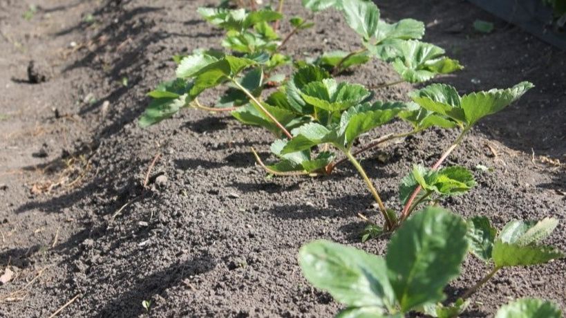 ������� ������� ��������� �������� ��� ���������� ������