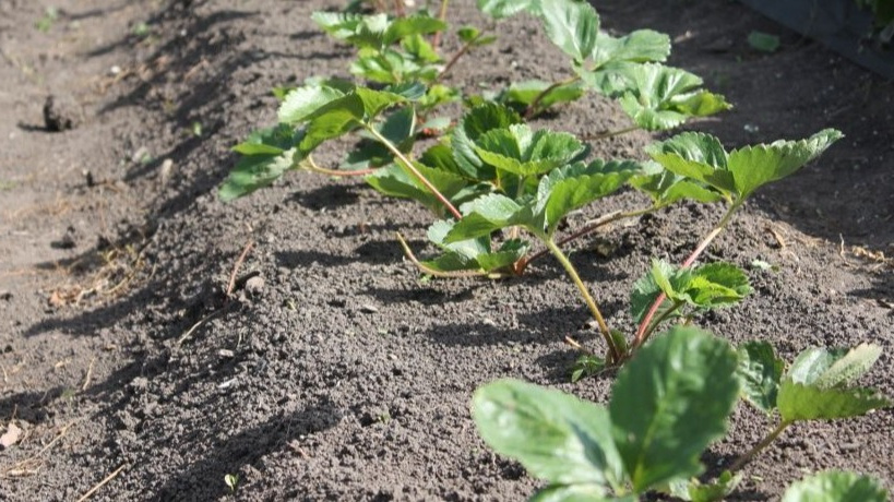 Секреты осенней подкормки клубники для рекордного урожая