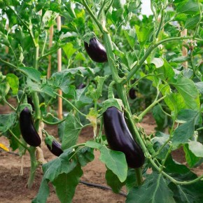 ������������� ����� ���������� ��� ��������� �������