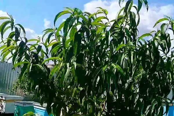 ������ �������: ��� ��������� ������ ����� � ������� ������������� ��������