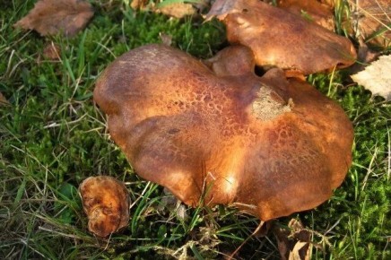 Как избежать опасных грибов: 5 самых часто встречающихся ядовитых сортов