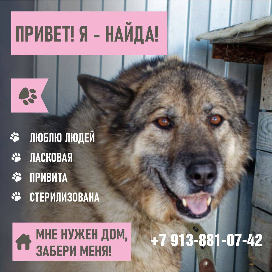 Привет! Меня зовут Найда, и я большая девочка с огромным добрым сердцем