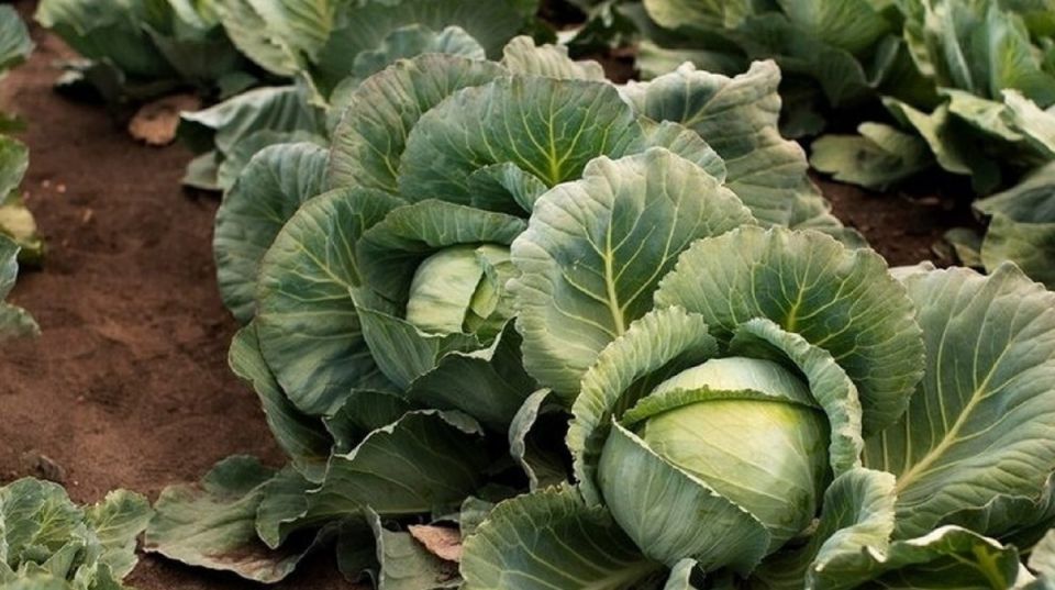 ��� ��������� ��������� �� �������� � �������: ������ ��� ���������