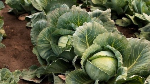 ��� ��������� ��������� �� �������� � �������: ������ ��� ���������