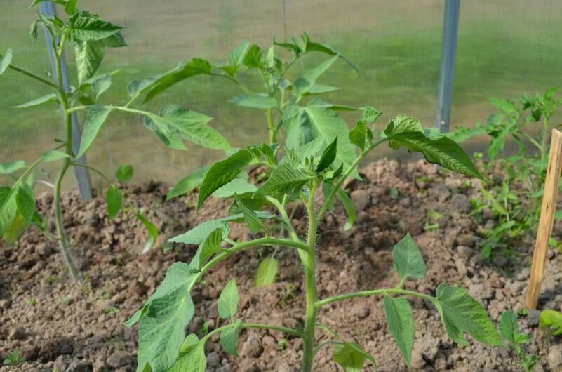 Как правильно ухаживать за томатами после высадки: важные советы