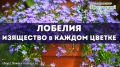 Лобелия: как создать цветущий оазис в вашем саду