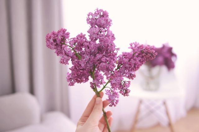 Как вырастить сирень в домашних условиях: секреты ранней выгонки