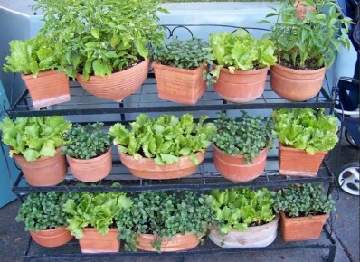 Подоконник для зимнего огорода: проблемы и решения