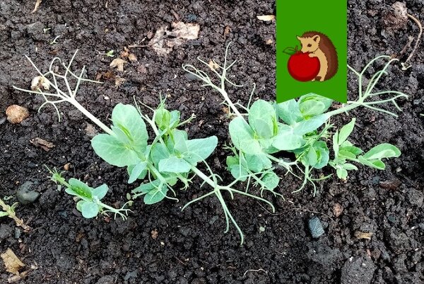 Что гороху мешает расти: ключевые причины неудач в уходе