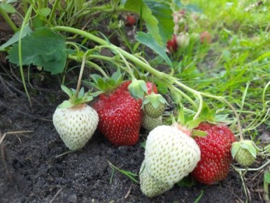 Раскрываем тайны садовой земляники: ответы на главные вопросы