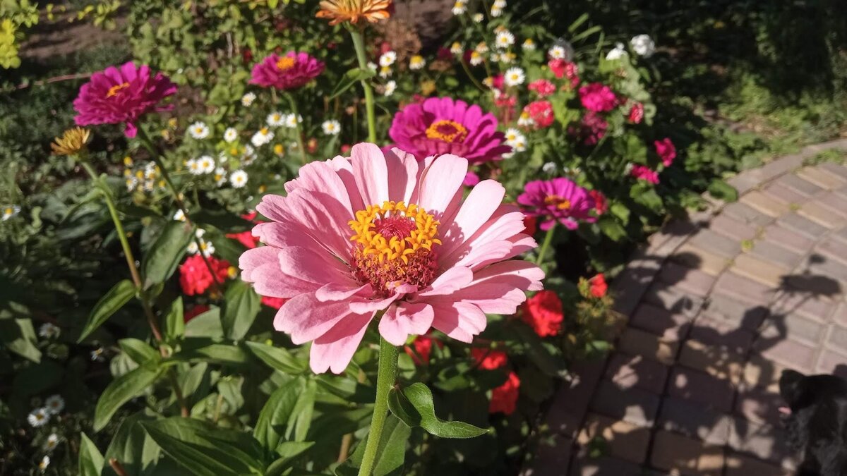 Семейный конфликт из-за кабачков: кто виноват в дачных распрях?