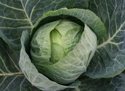 Как сохранить капусту до весны: 7 проверенных способов