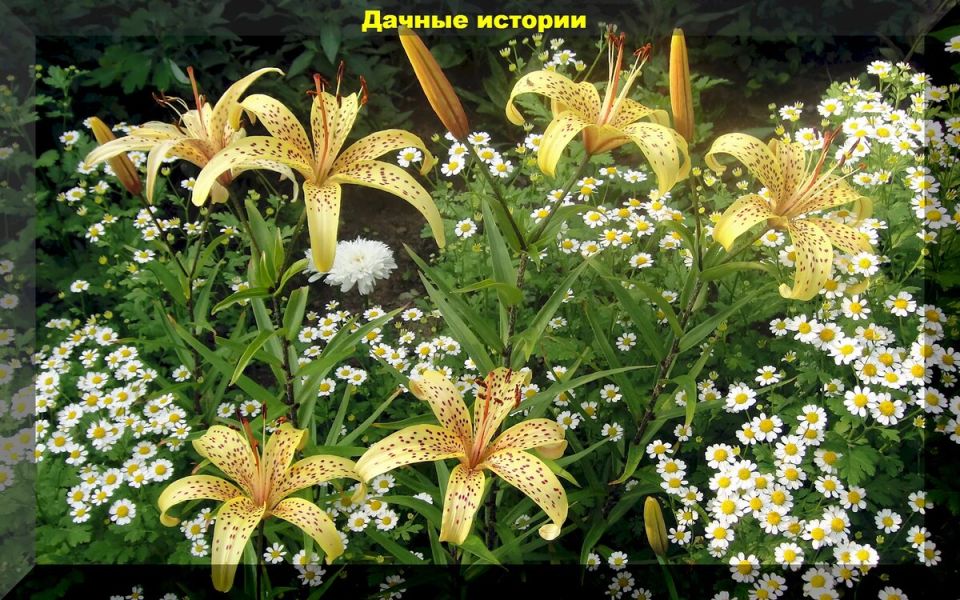 ������ � �������� � ����� ������: ������ �����, ����� �����, ��������� ������