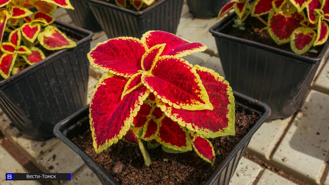 Томичам рассказали, что делать, если в цветке завелись насекомые