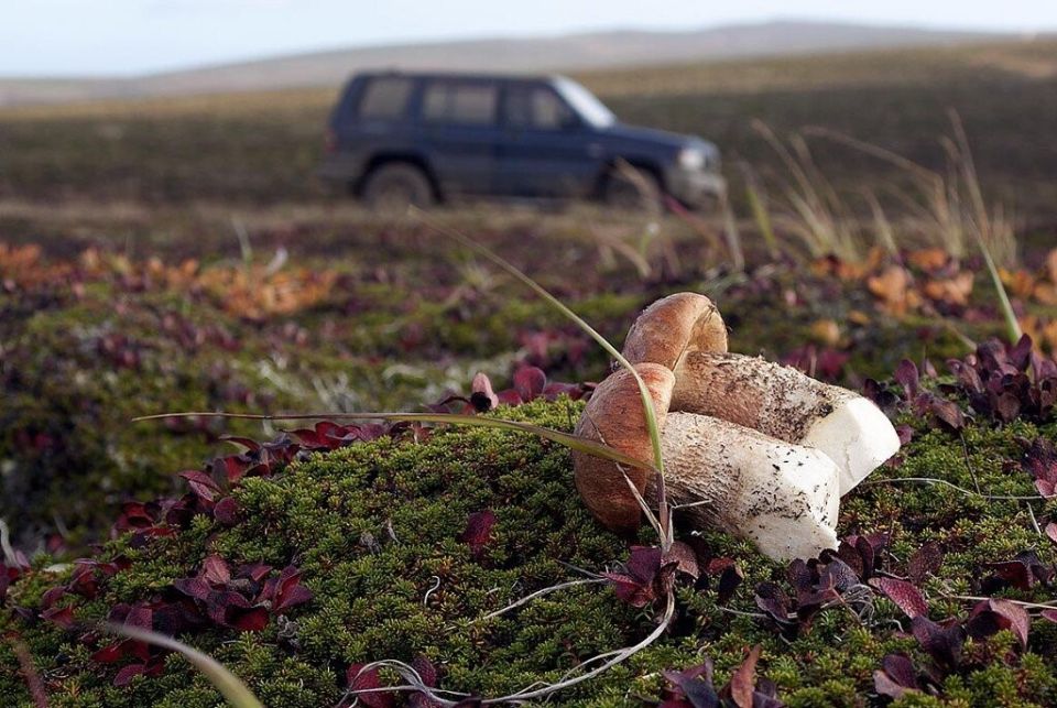 ������� ����� ������� �������