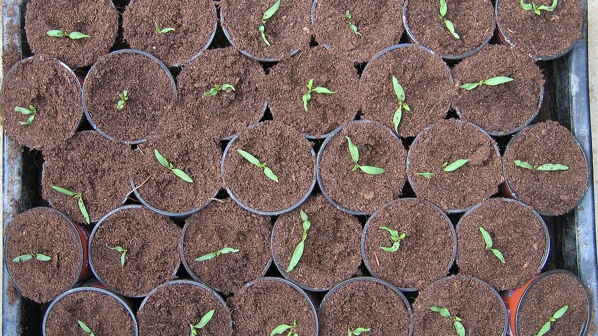 Как правильно выбрать фитолампу для рассады: советы экспертов