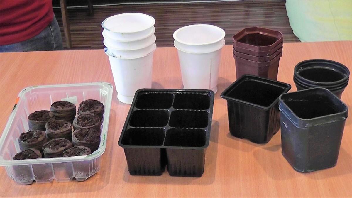 Идеальная тара для рассады баклажан: как выбрать объем и материал