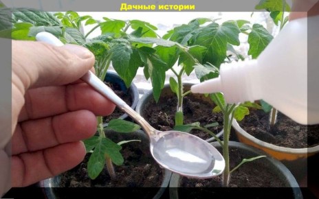 Эффективные народные подкормки для рассады, которые можно приготовить самостоятельно