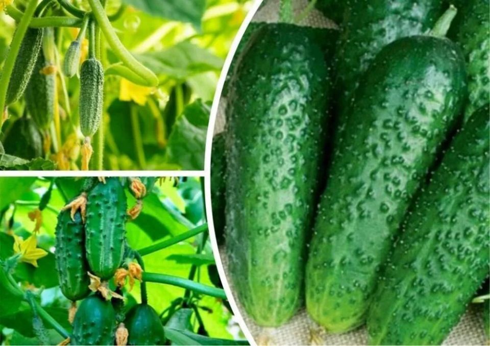 � 70 ��� ��������� ��������� ������������ ������ �� 100 ������