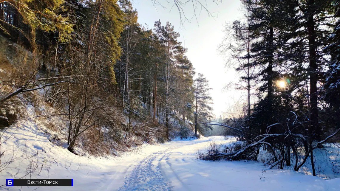 Власти Томской области рассказали, как восстановят кедрачи после пилильщика