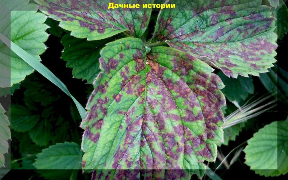 ��� �������� �������� �� ���������� � ��������: ����������� ������