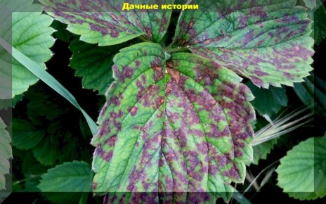 Как защитить клубнику от вредителей и болезней: проверенные советы