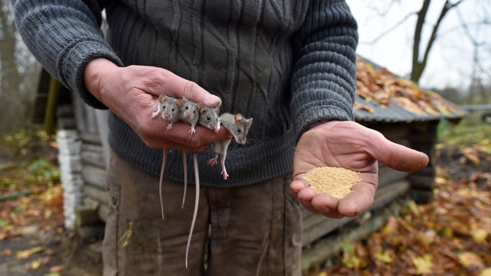 ���� �������� ����: ��� ����� ������ ���� ��������� ��������