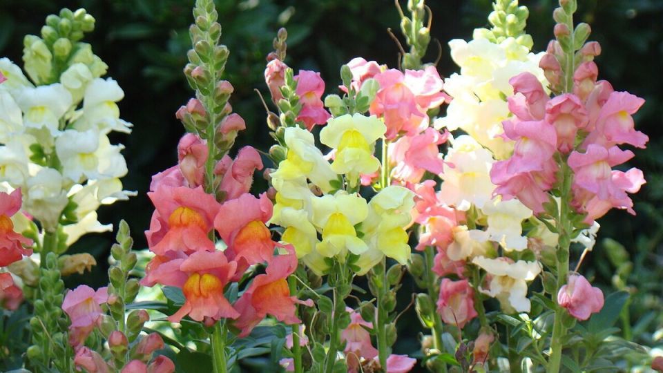 �����������: �������, ������������ � ������ �� �����������