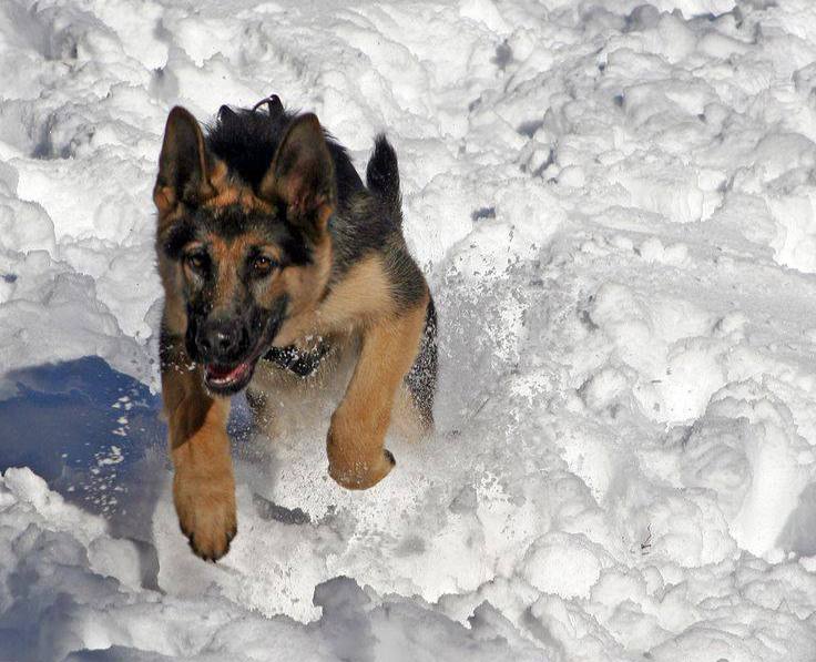 В Парабельском районе Томской области владелец агрессивной собаки выплатит пострадавшей от ее укуса девочке-подростку компенсацию морального вреда