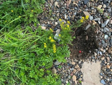 ����������� ���� �� ���� ������� ������� ������� �������� �� ����� 17 ��� ������� ������� �� ������� ����� ������������� ����������