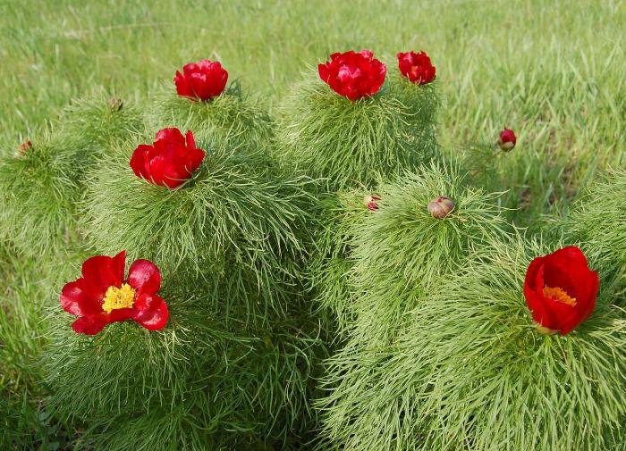 Как сохранить здоровье пионов: эффективные меры профилактики