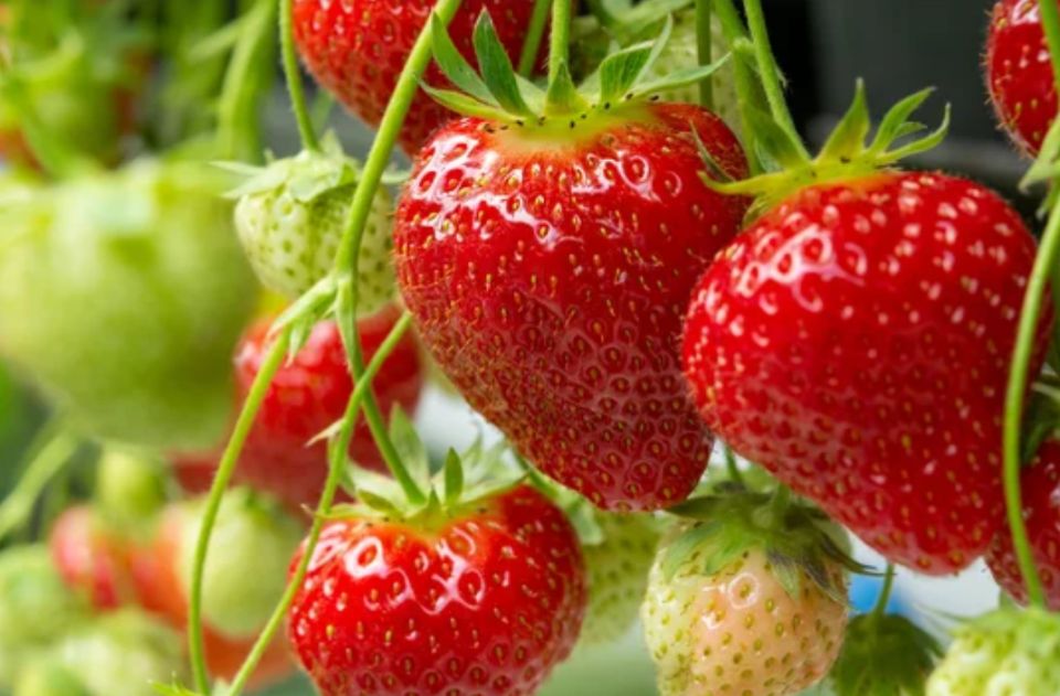 ������������ ������� ������������ ��������: ������ ��������� ������