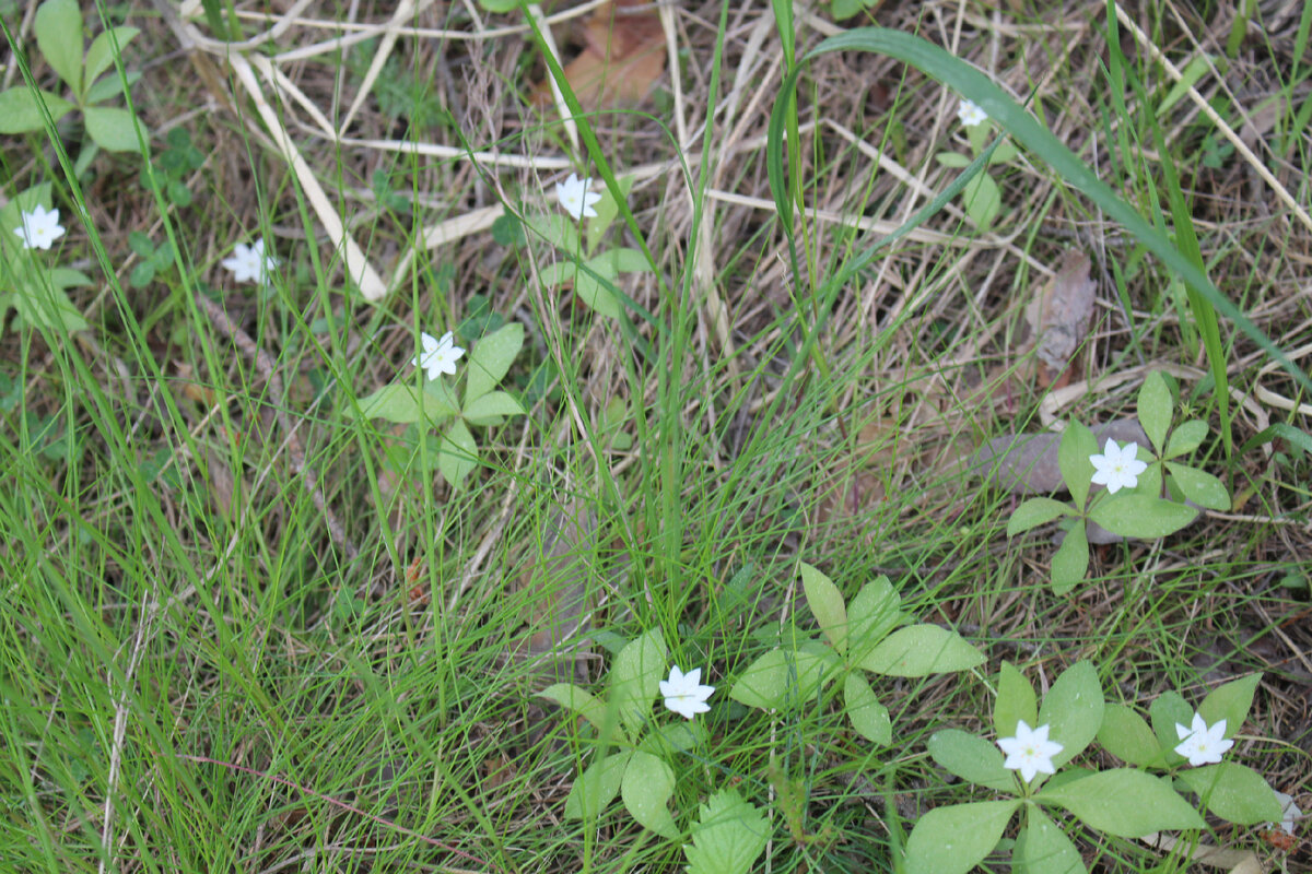 Увлекательная история о садовом кризисе и тайнах перфекционизма