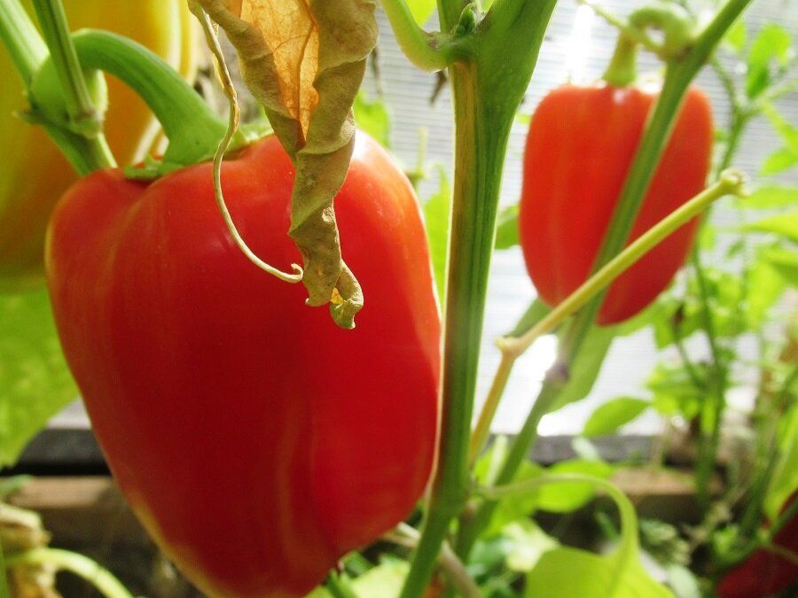 ������ �� ������ �����: ����� � ��� ����������� �������