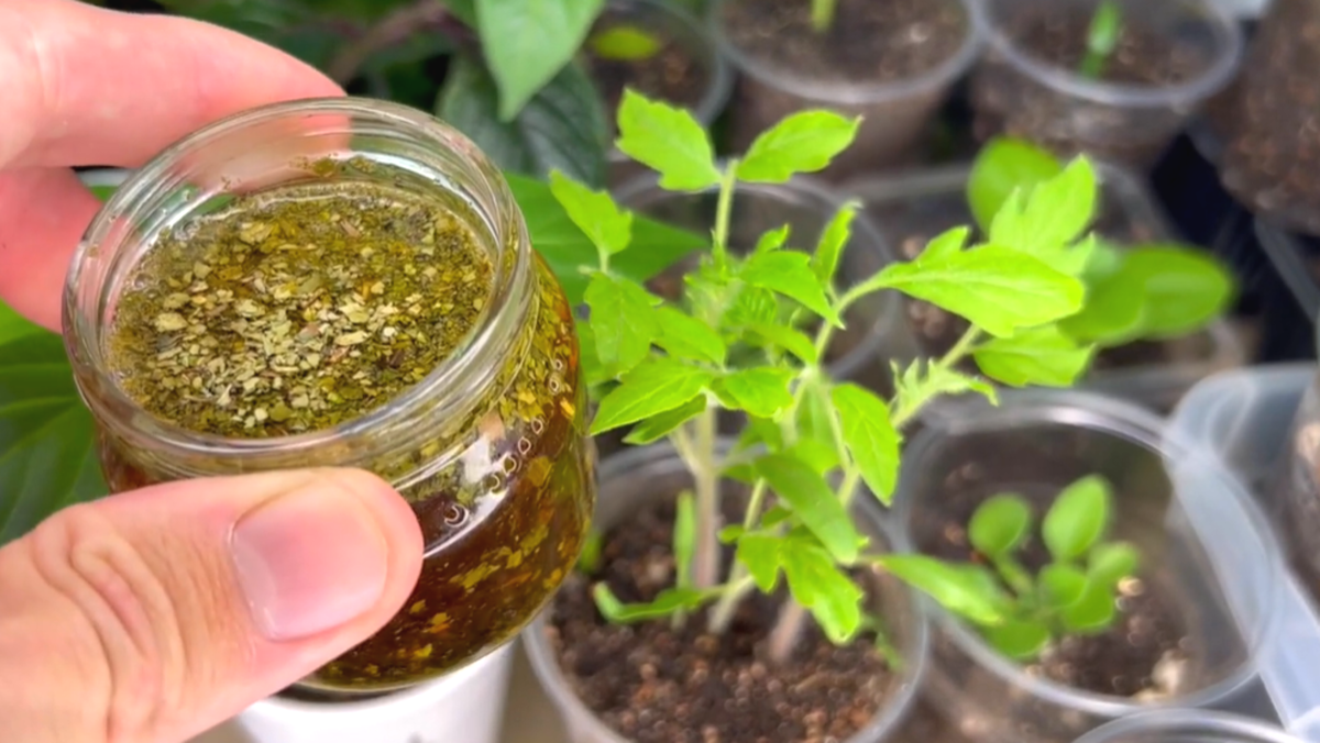 Как травяной настой помогает вырастить крепкую рассаду и увеличить урожай