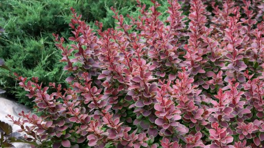 �������� ��������: ������� ����� �� ����� ������, ������� ���������� ��� ���