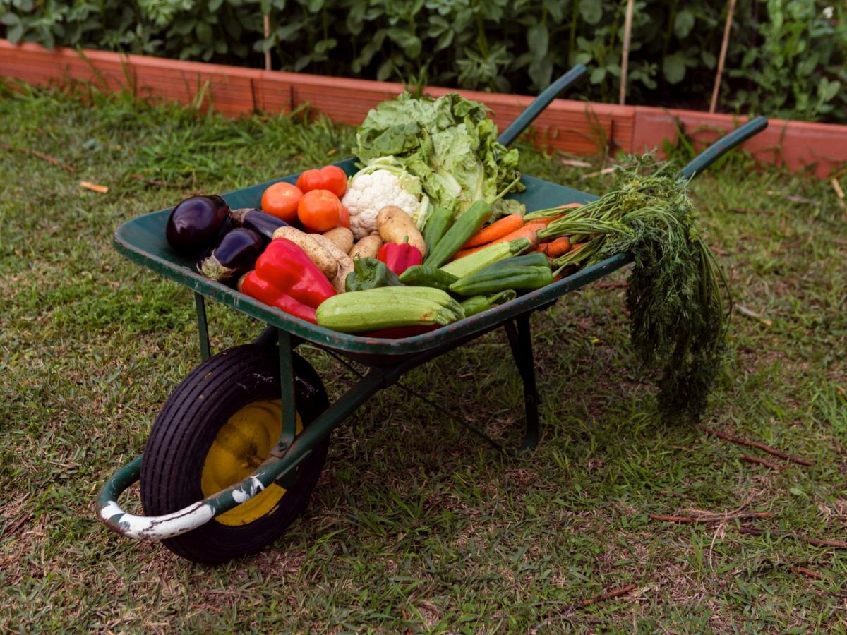 Секреты успешного урожая: три простых правила для огородников