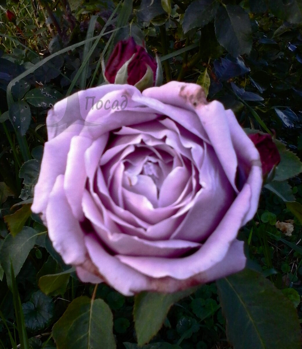 Зимнее укрытие роз: как сохранить красоту ваших растений