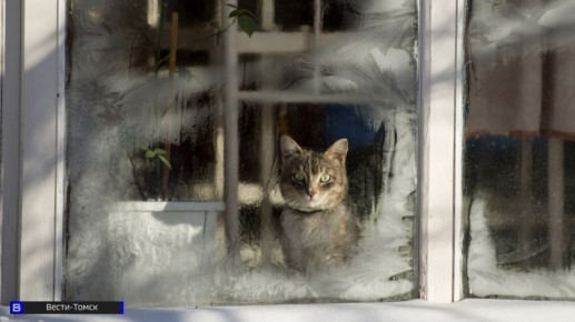 Чернобыль, Фукусима и Саня: томичи рассказали, как коты стали частью их семьи