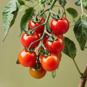 ��� ��������� ������� �������� �����: ������ ��� ��������� ������