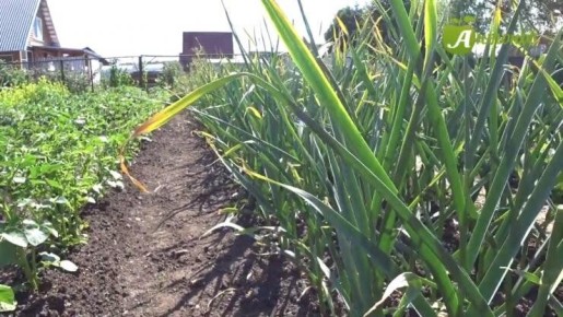 ��� �������� ���������� ������ ������� �������: 8 ������ �������