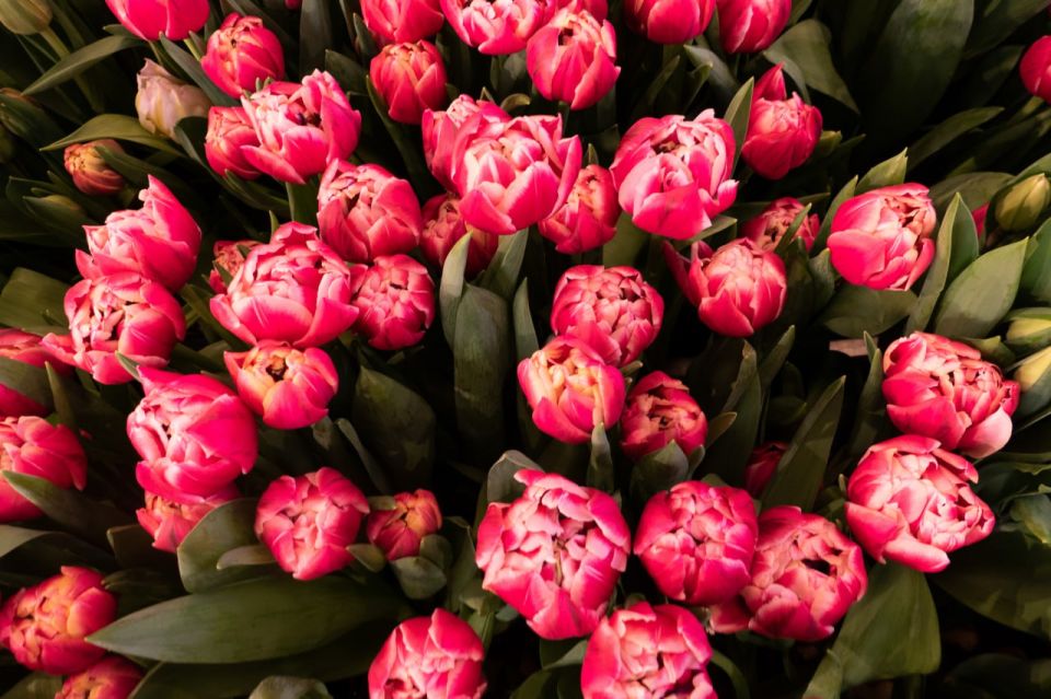 ������ ����, ������� �������!