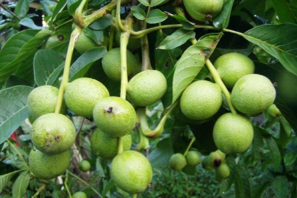 ��� ��������� ������� ���� ����� ������