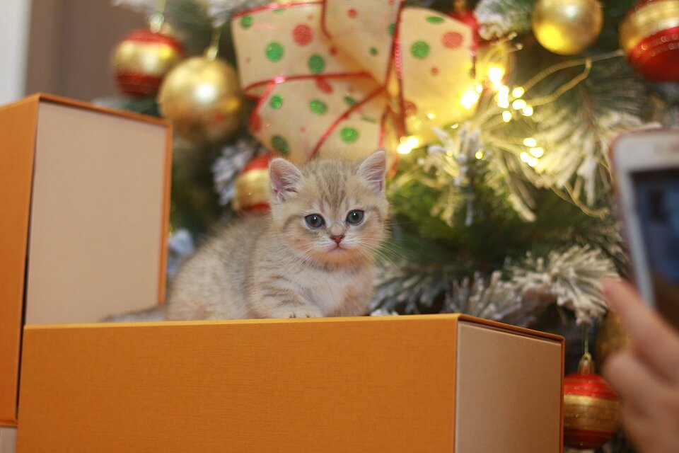 Котёнок под ёлку: стоит ли дарить пушистого друга на Новый год?